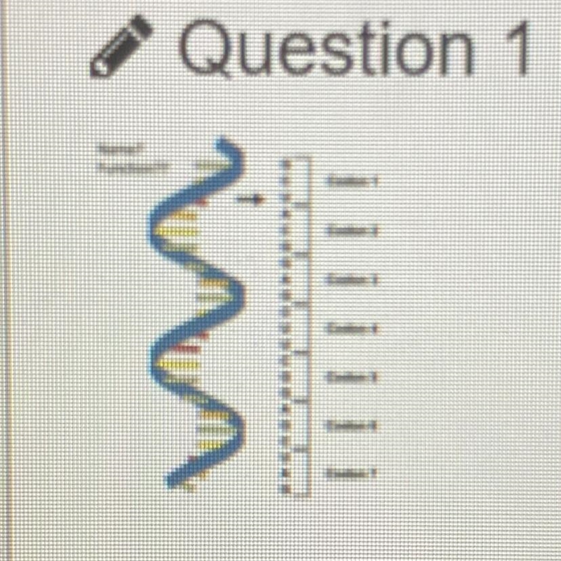 The following picture must be A DNA because it is double stranded. B DNA because it-example-1