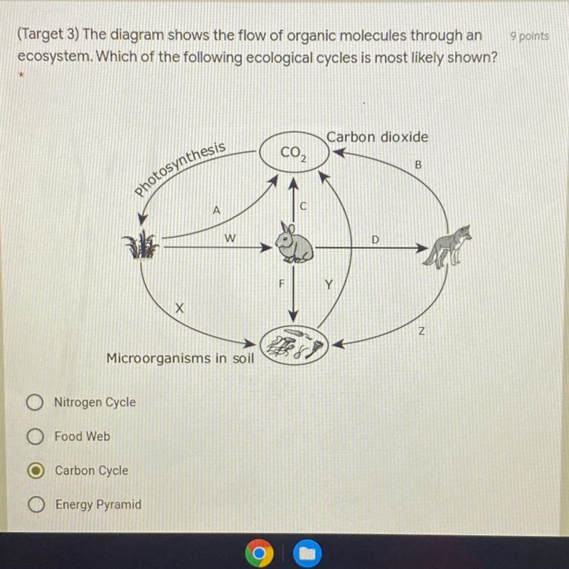 9 points (Target 3) The diagram shows the flow of organic molecules through an ecosystem-example-1