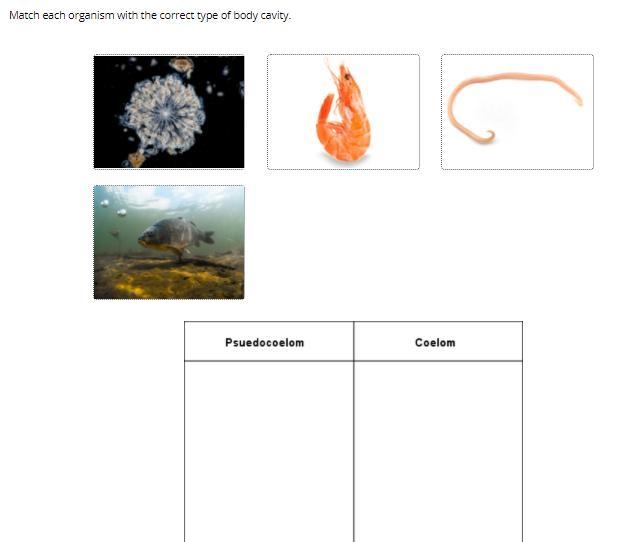 Match each organism with its correct type of body cavity HELP!!!!!!!!!!!!!!!!!-example-1