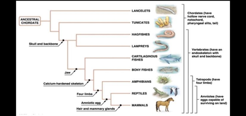 How to read a phylogenetic tree ( add details pls)-example-1