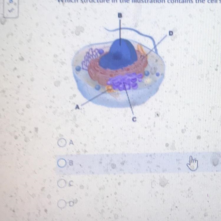 Question 7 (1 point) Which structure in the illustration contains the cell's genetic-example-1