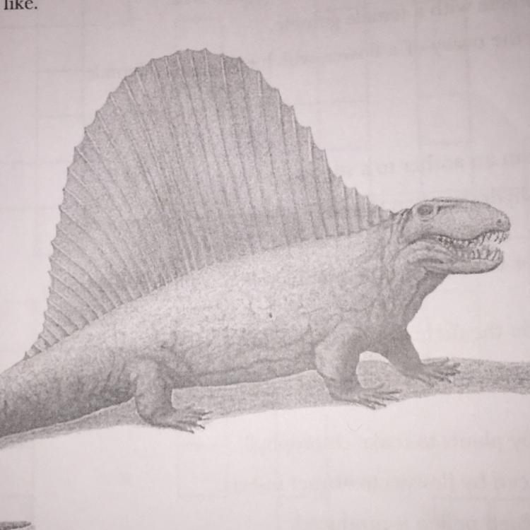 Suggest how a dimetrodon would have to behave in order to use its sail to warm its-example-1