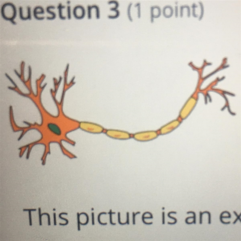 This picture is an example of which level of organization? ( tap to see) A. Cell B-example-1