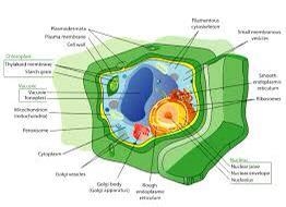 Structure of plant cell-example-1