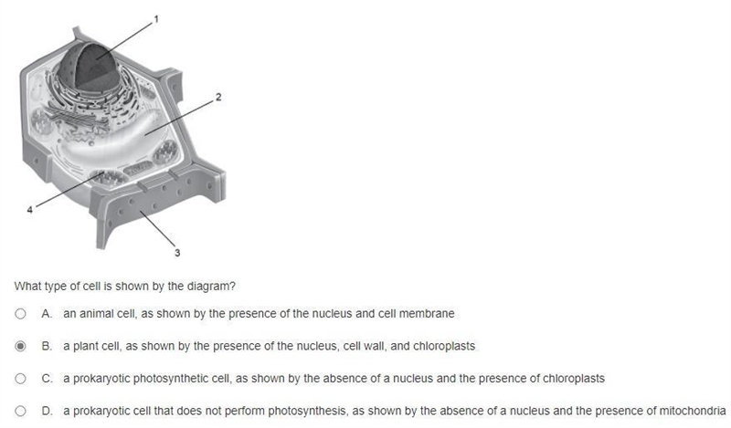 What cell is shown in the diagram-example-1