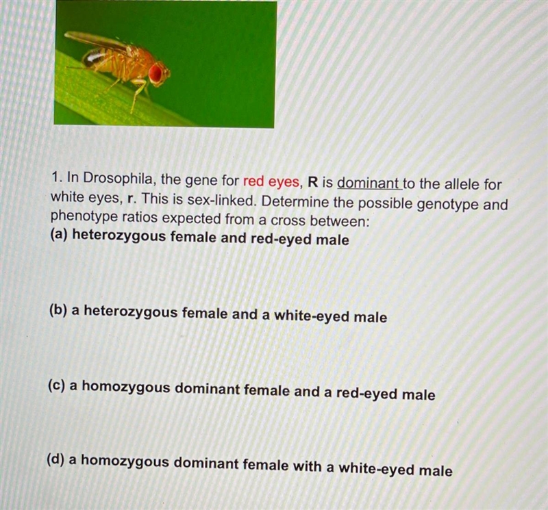 In Drosophila, the gene for red eyes, R is dominant to the allele for white eyes , r-example-1