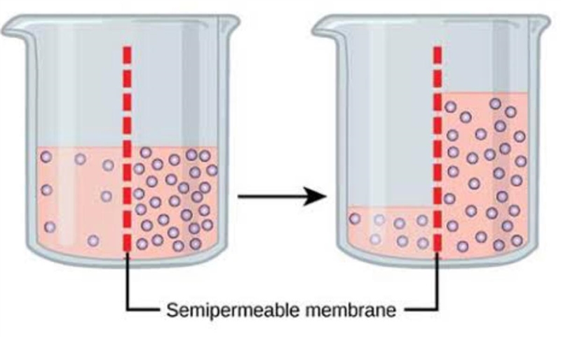 Explain osmosis using this image-example-1