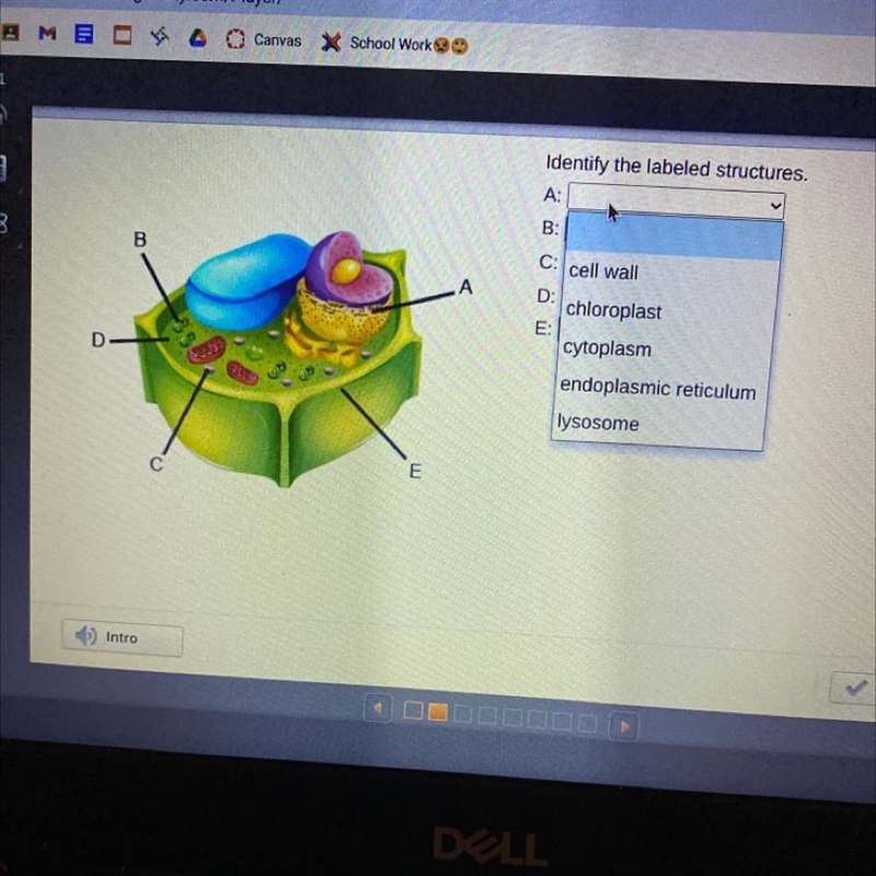 Identify the labeled structures. A: B: C: D: E: The multiple questions are the same-example-1