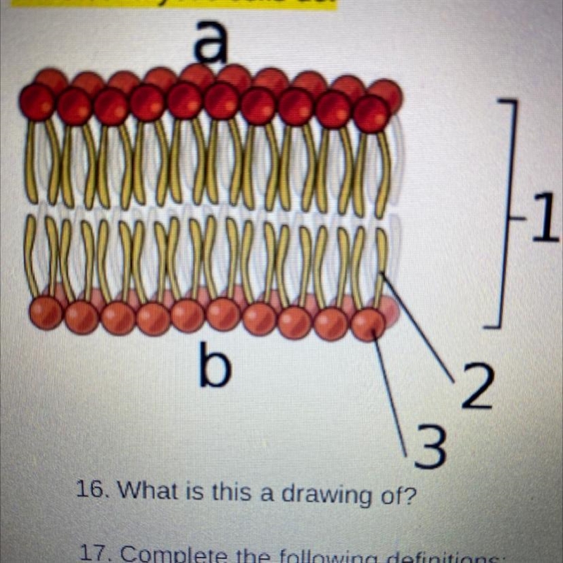 What is this a drawing of?-example-1