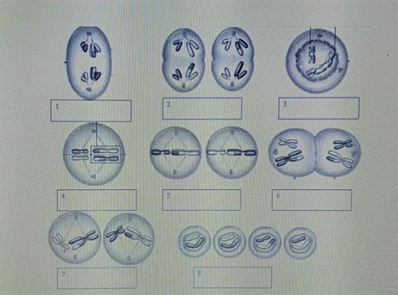 The phases of meiosis shown are out of order. Can you name of each of them?​ plz help-example-1