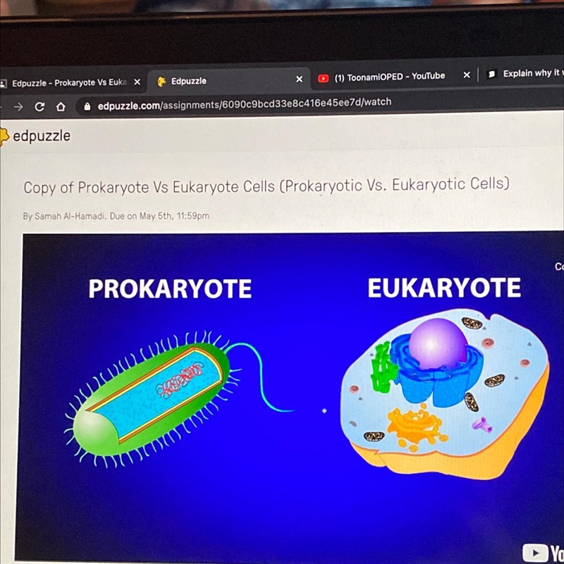 What are the two major types of cells? A. DNA and Nucleus B. Prokaryotic and Eukaryotic-example-1