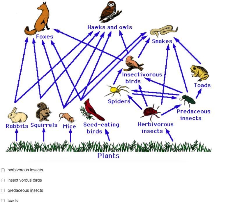 Which of the following organisms eat spiders in this ecosystem? Check all that apply-example-1