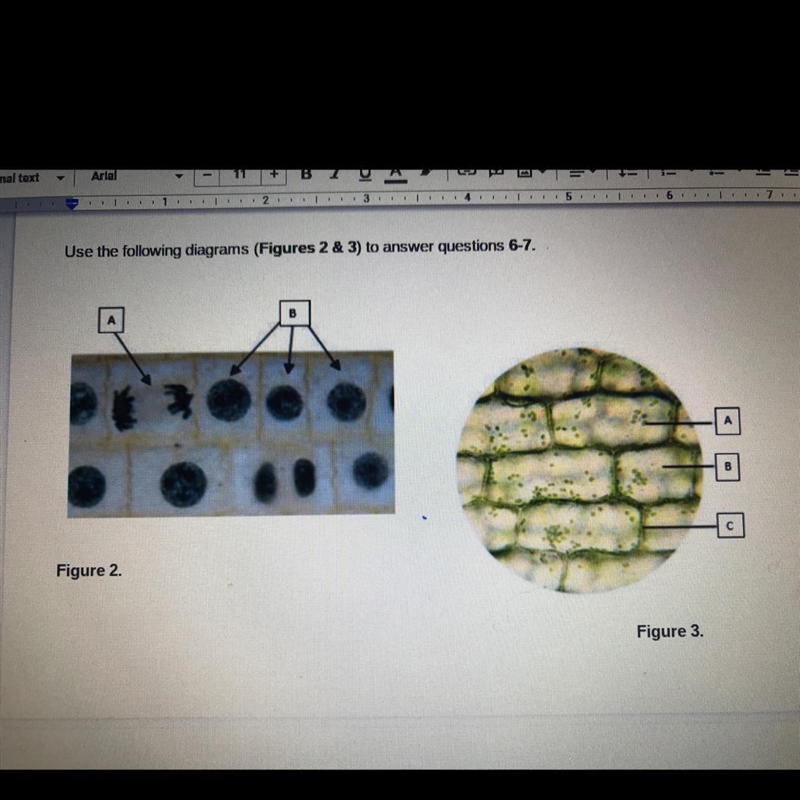 I’ll pay 20$ if you answer right now. Questions: figure 3 shows plant cells from either-example-1