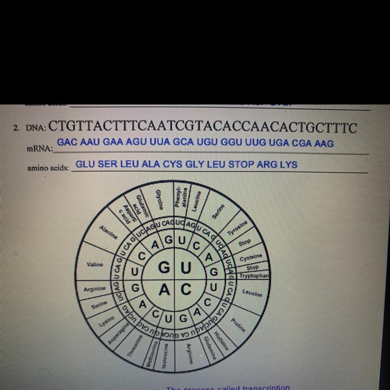 What are the anti-codon in number 2-example-1