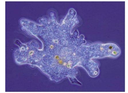 This is an example of Question 5 options: Parmecium Euglena Amoeba Fungus-example-1