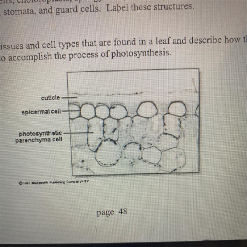 Describe all the tissues and cell types that are found in a leaf and describe how-example-1