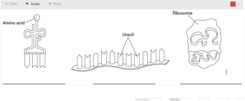 Identify the type of RNA molecule shown in each of the following pictures. You can-example-1