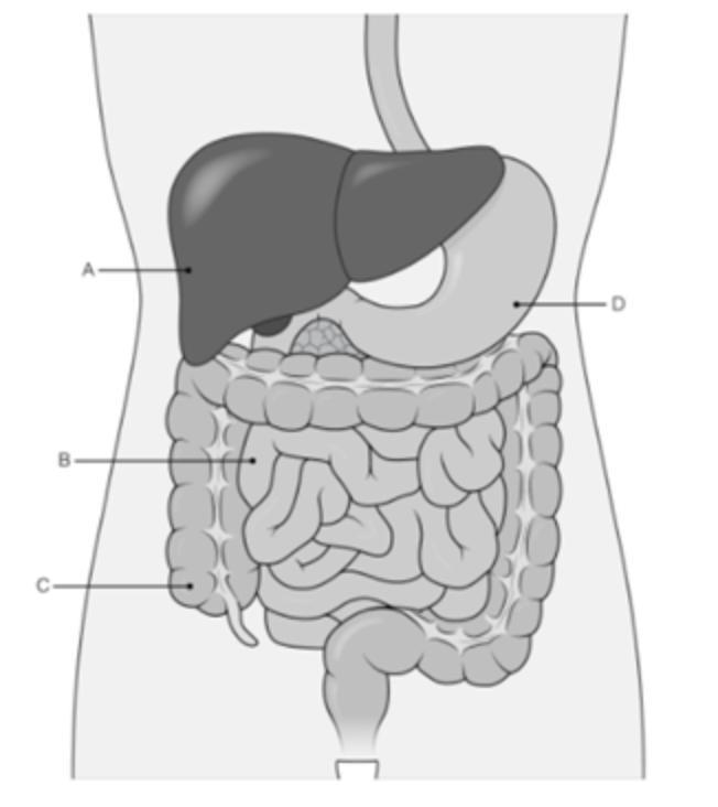 Which organ breaks down fats. look at the diagram of the digestive system. Which organ-example-1