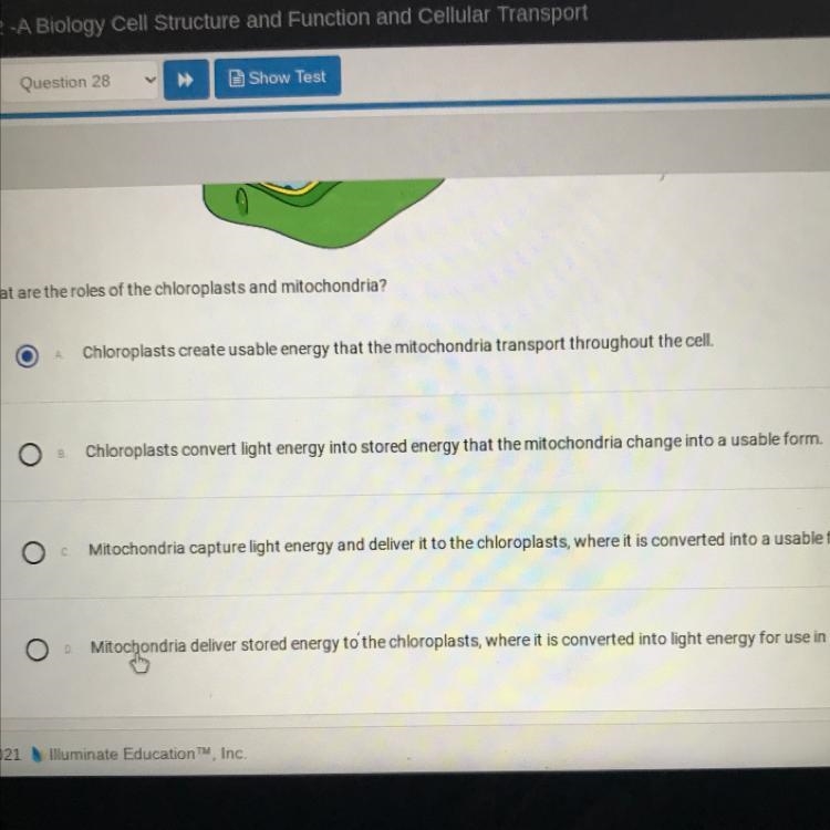 The diagram shows chloroplasts and mitochondria in a plant cell. -chloroplast mitochondria-example-1