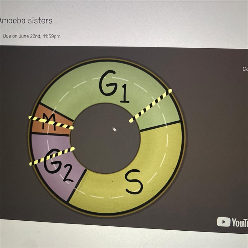 The cell grows in which phases? A. G1, S, and G2 B. G1 and S only C. G2 and S only-example-1