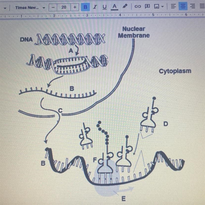 Anatomy Label each of the following structures or processes.-example-1