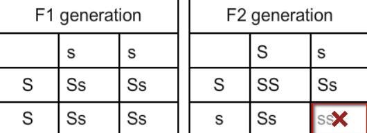 (50 points) Select the correct locations in the images. Among pea plants, we see more-example-1