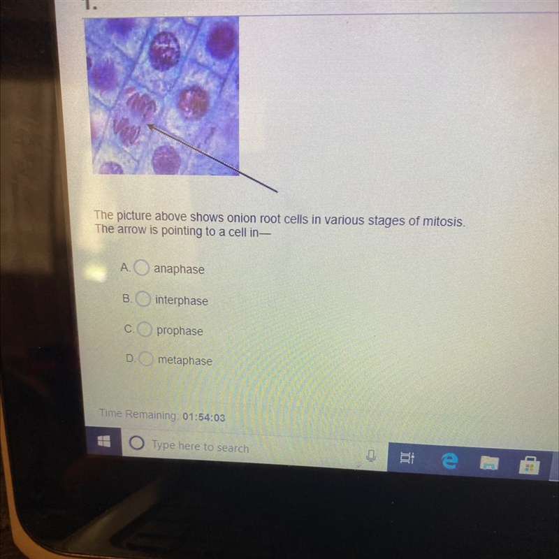 The picture above shows onion root cells in various stages of mitosis. The arrow is-example-1