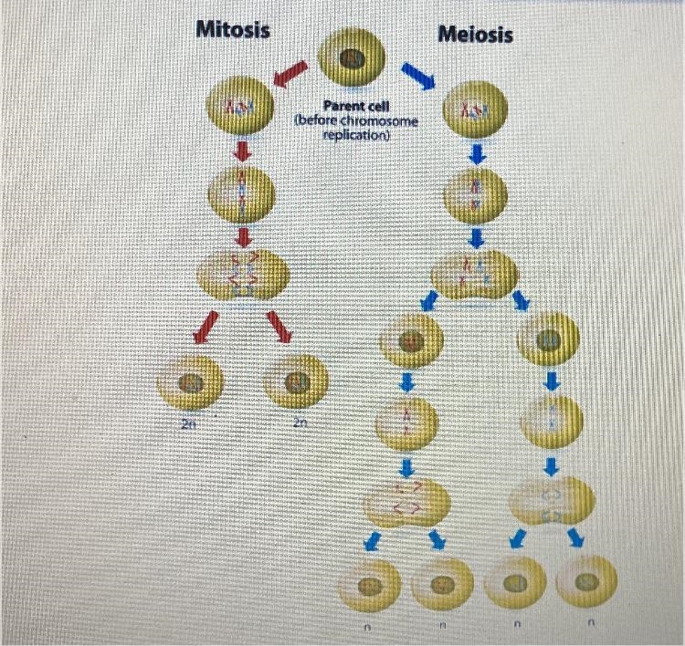 Briefly, contrast the different purposes of mitosis versus meiosis.-example-1