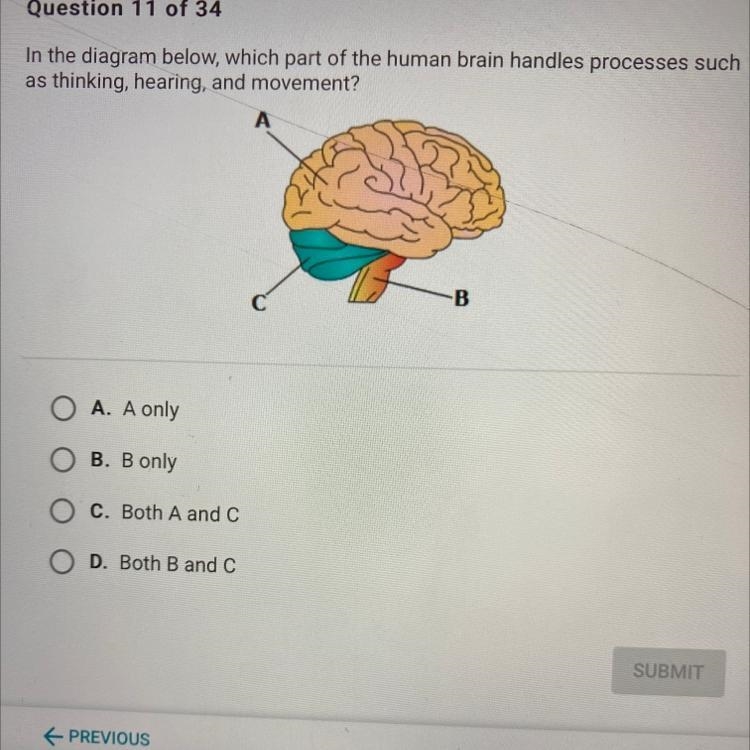 In the diagram below, which part of the human brain handles processes such as thinking-example-1