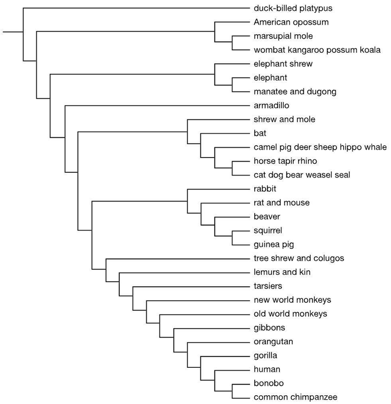 Which two species are the most closely related?-example-1