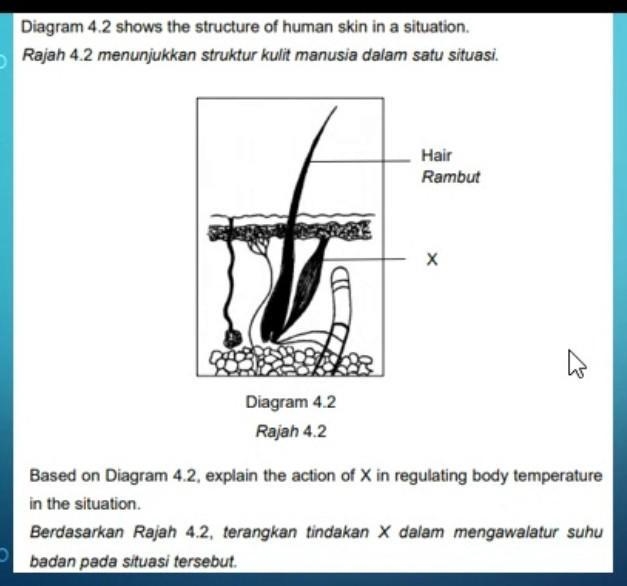 Why erector muscles contract in regularing body temperature at cold temperature ?​-example-1