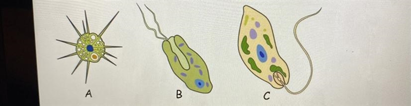 HELP ASAP which of the following protists possesses colia-example-1