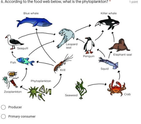 According to the food web below, what is the phytoplankton?-example-1