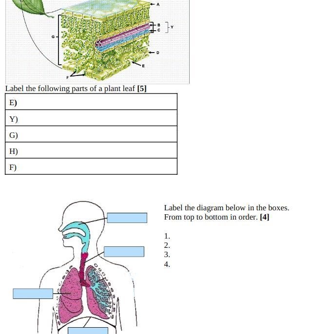 I need help with these biology questions for my finals and dont wanna fail-example-1