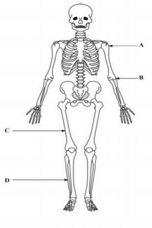 A diagram of a human skeleton. ​-example-1