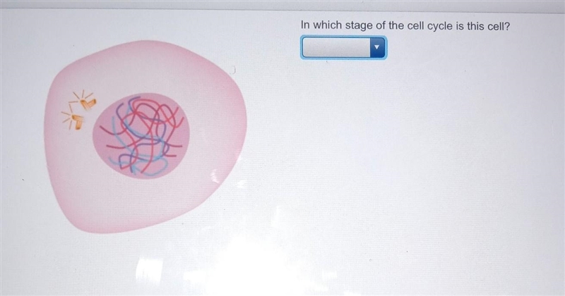 In which stage of the cell cycle is this cell? mitosis cytokinesis interphase​-example-1