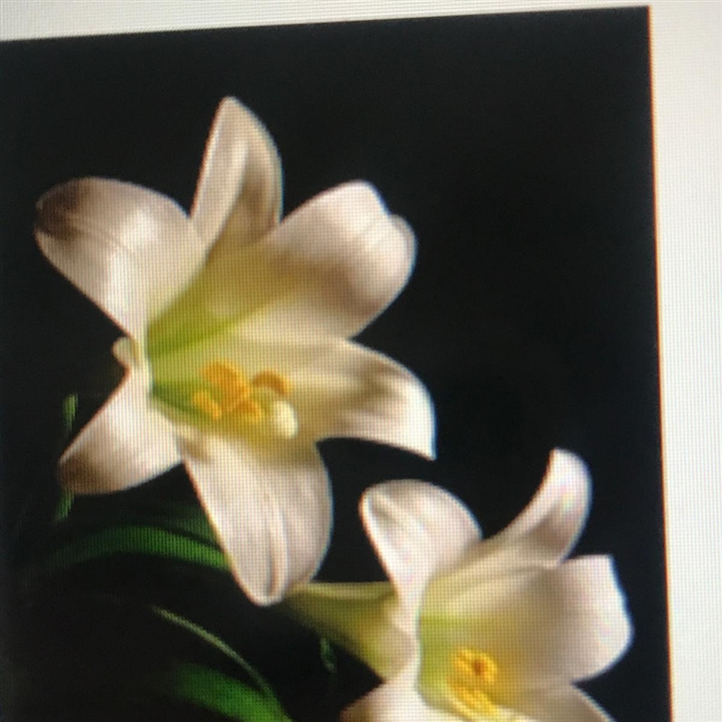 Which of the following types of lily is shown in the photograph? O Peruvian O Trumpet-example-1