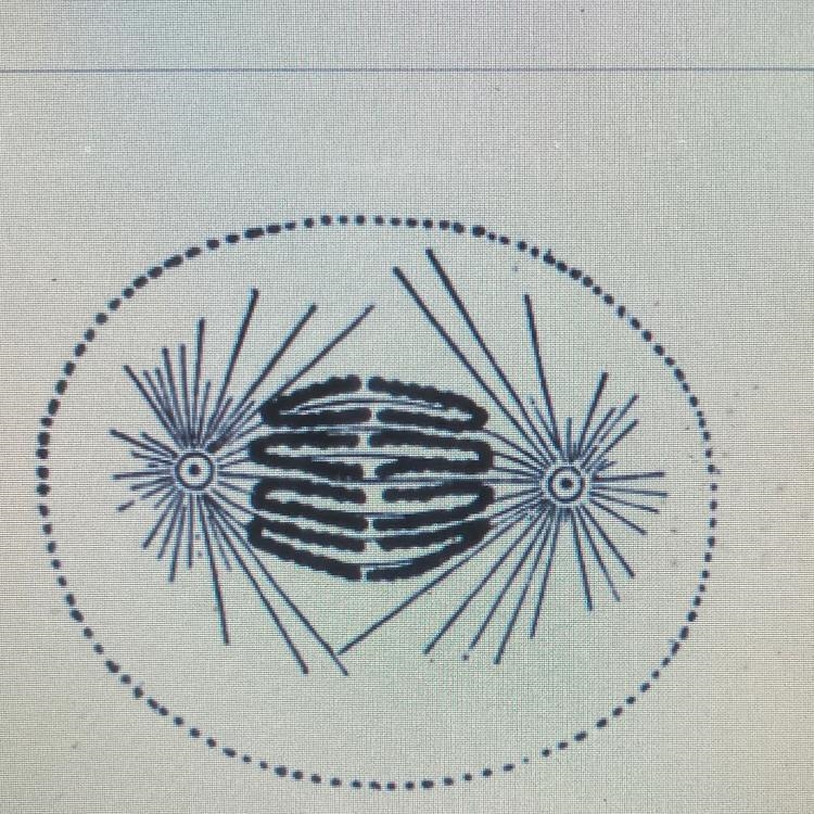 What occurred durin the phase before the phase shown above-example-1