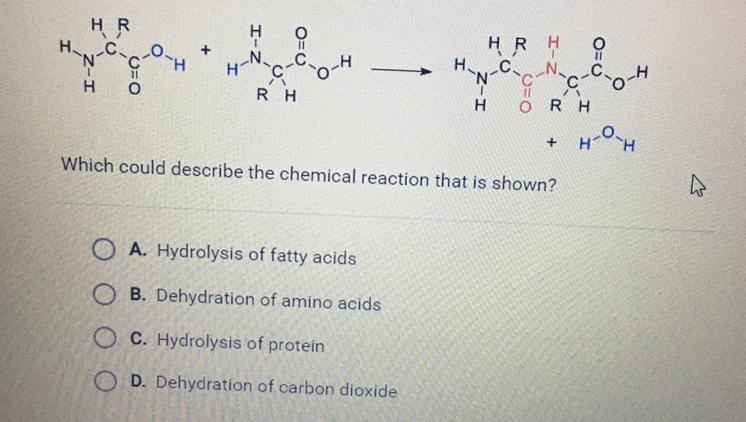 Which could describe the chemical reaction that is shown? A. Hydrolysis of fatty acids-example-1