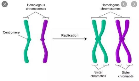 i can't figure out what a chromosome is. is a chromosome the single thing on the left-example-1