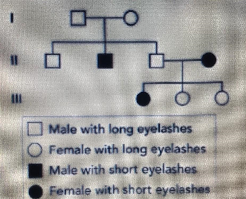 The man with short eyelashes in Generation II marries a woman with long eyelashes-example-1