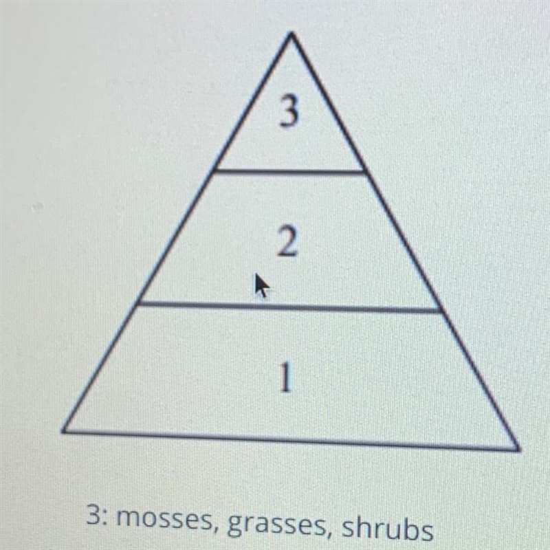 Different levels in the arctic food web are represented in che energy pyramid. Based-example-1