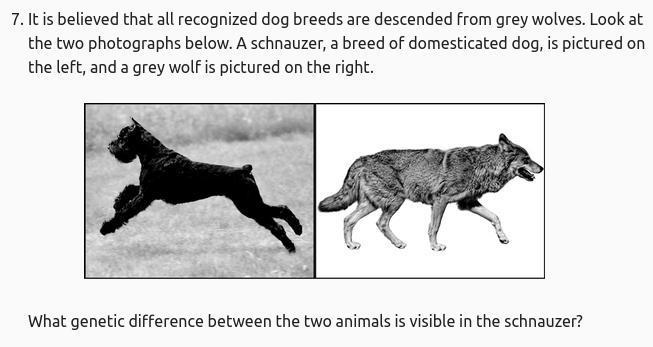 A. The schnauzer has more fur than the grey wolf. B. The schnauzer has a longer muzzle-example-1