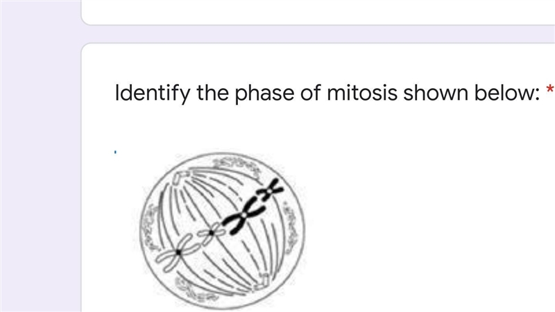 Identify the phases of mitosis.-example-1