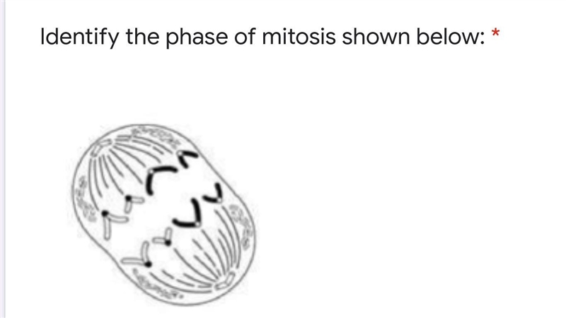 Identify the phases of mitosis.-example-2