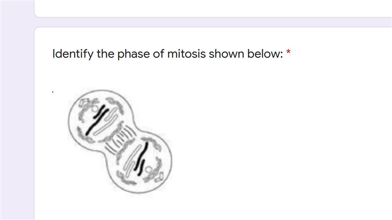 Identify the phases of mitosis.-example-3