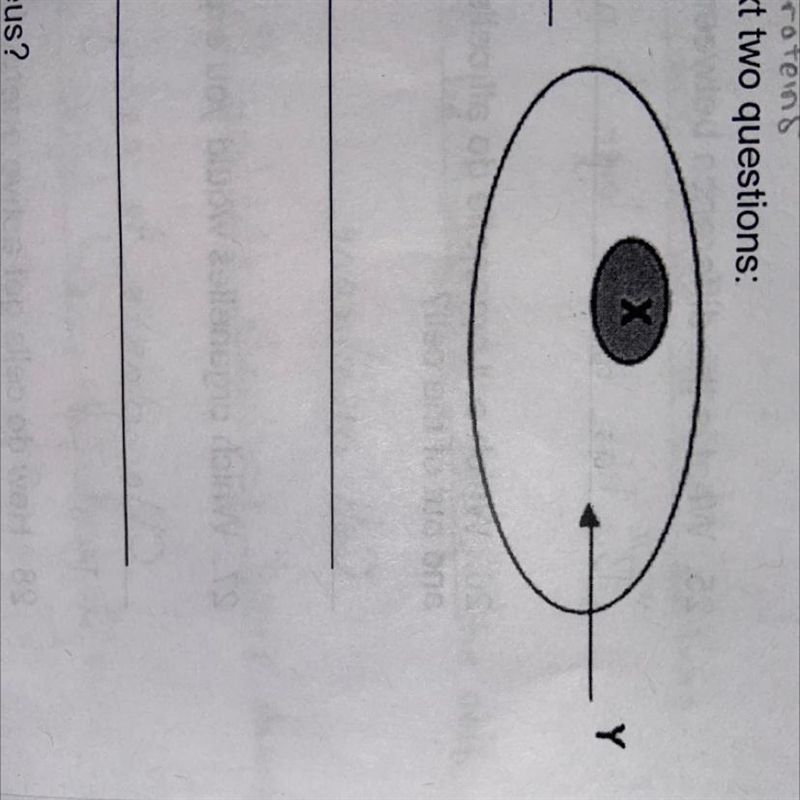 Which organelle is X? What substance is found at Y?-example-1