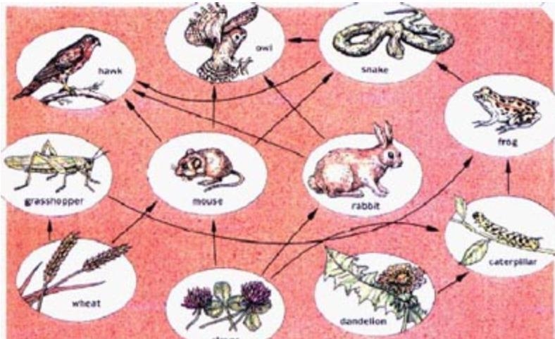 In the diagram, which organism is a producer? all of these answer dandelion wheat-example-1