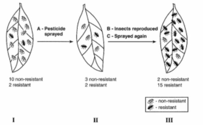 Answering by analyzing this picture. The question is : if pesticides were sprayed-example-1