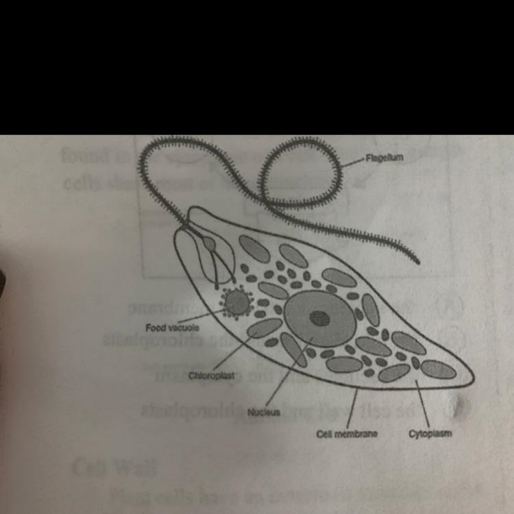 Look at the diagram of a euglena cell. Early scientists were not sure how to classify-example-1